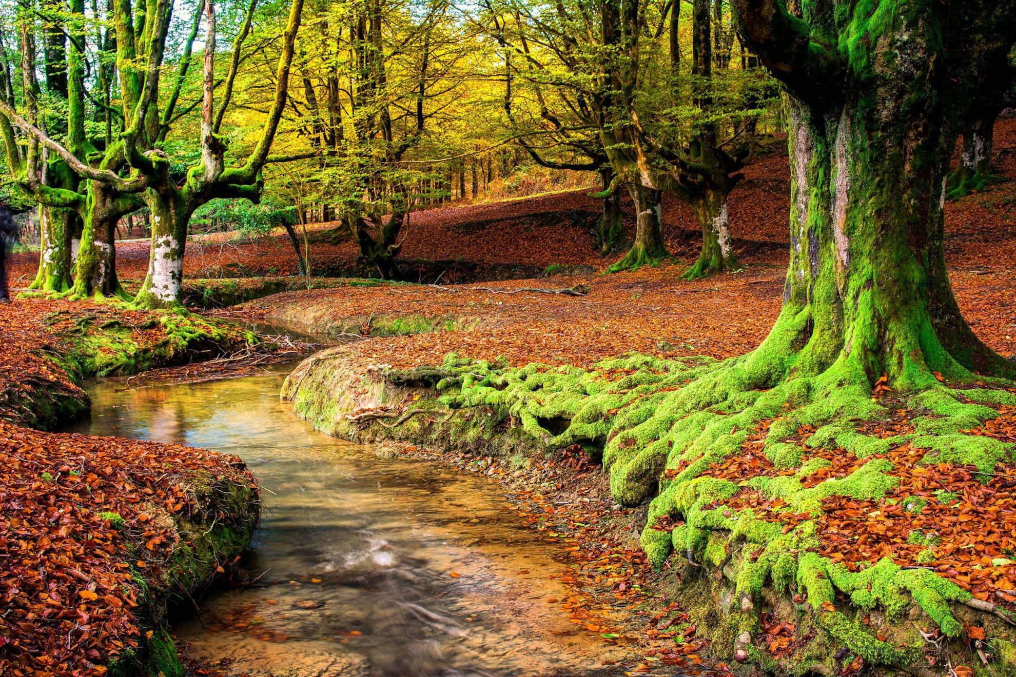 Otzarreta Forest in Autumn Splendor